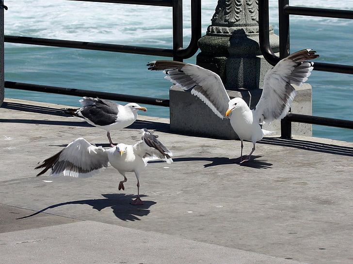 seagull, bird, nature, california, huntington, beach