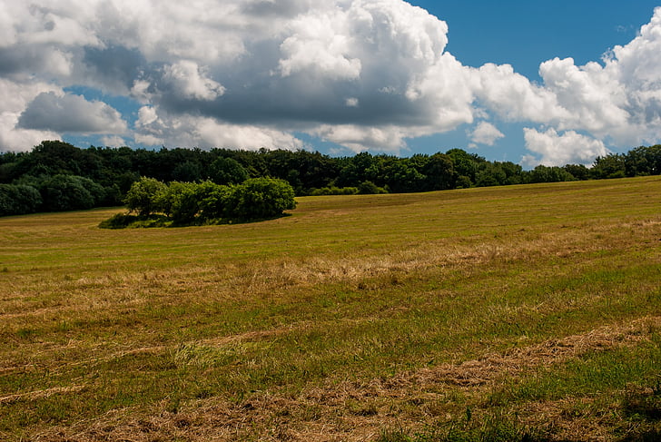 meadow, clouds, tree, nature, grass, rural Scene, outdoors