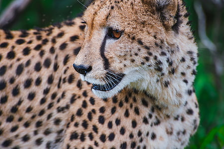 sepatu cheetah, closeup, fotografi, hewan, kucing, bulu, satu binatang