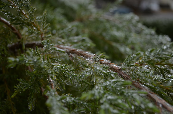 fern, bush, frost, leaves, leaf, winter, cold