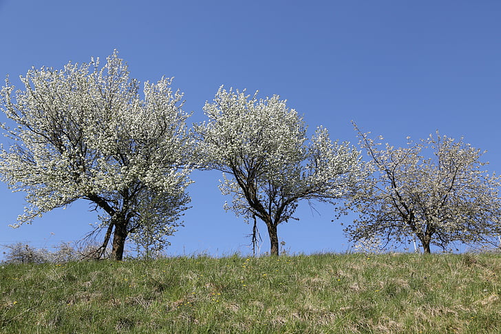 cherry trees, spring, flower