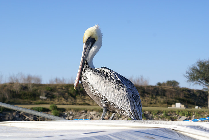 animal, bird, pelican