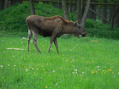 Moose, natura, Parco faunistico, mammifero, animale, prato