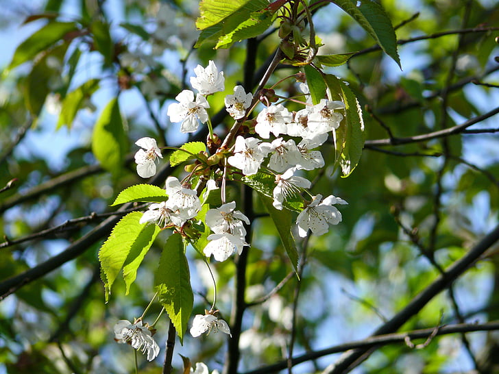 Kirsebærblomster, treet, blomstrende trær, våren, natur, kirsebær, Lukk