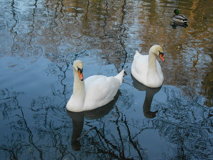 Swan, svaner, vann fugl