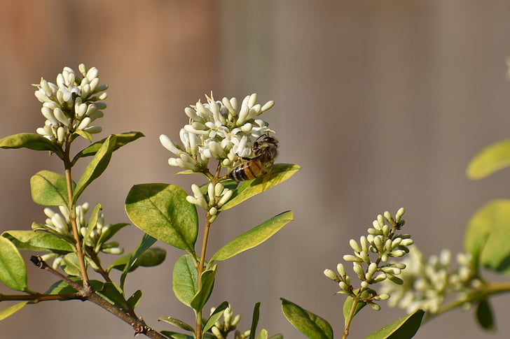 blomst, Honeybee, Bee, pollinering, pollinering