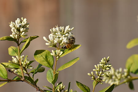 flor, abelha melífera, abelha, polinizam, polinização