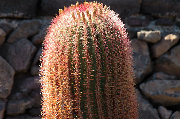 Lanzarote, kaktus, oranžna, rdeča, trnje, korantih se uporabljajo peresa, Kanarskih