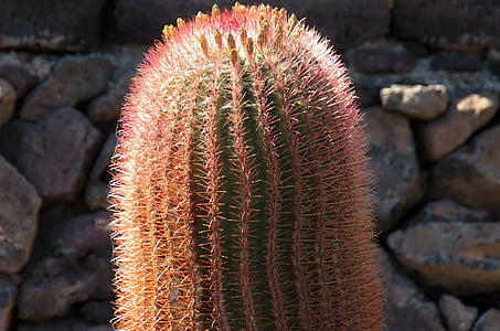 Lanzarote, Cactus, oranssi, punainen, piikkejä, Quills, Canary