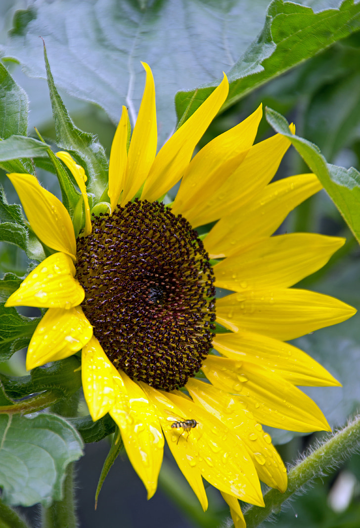 bunga matahari, musim panas, bunga