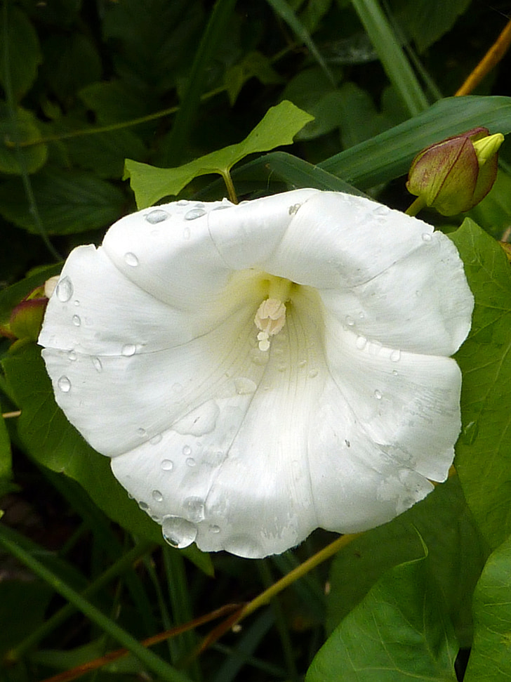 flor blanca, natura, flor, blanc