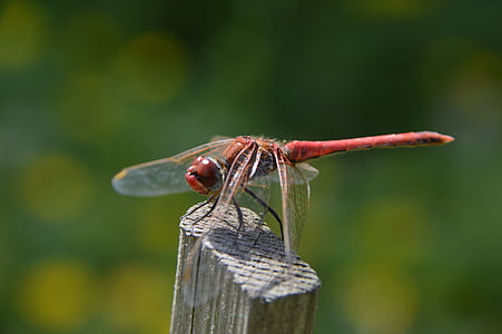 red, dragonfly, macro, nature, insects, wings, bug