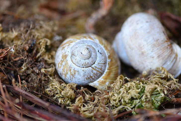 shell, empty snail shell, leave, moss, nature, close, snail