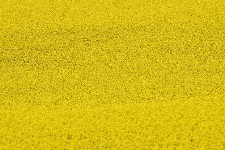 gul, blomst, blomster, colza, feltet, anlegget, frø