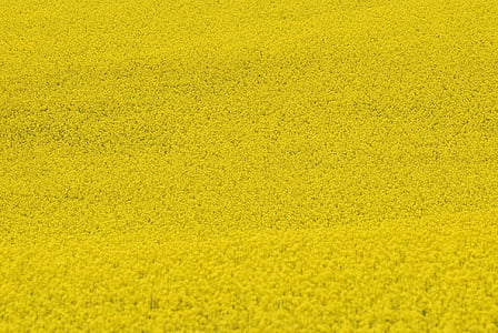 желтый, цветок, Цветы, рапс, поле, завод, Семена