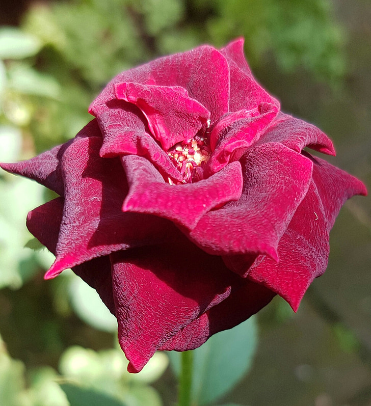red rose, flower, floral, rose, red, romance, nature