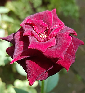 rode roos, bloem, Floral, steeg, rood, romantiek, natuur