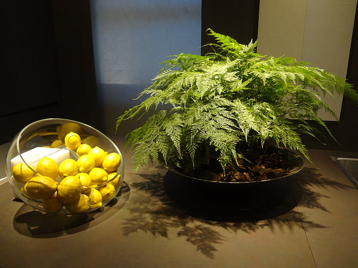 lemon, citrus fruits, decoration, kitchen