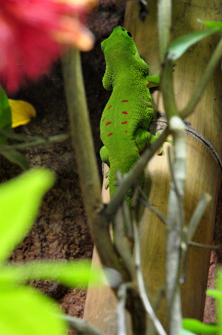 gecko diurno, taggecko malgache, Gecko, reptil, verde, rojo, Lagarto