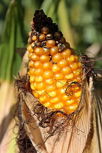 corn, corn on the cob, cornfield, field, piston, yellow, vegetables