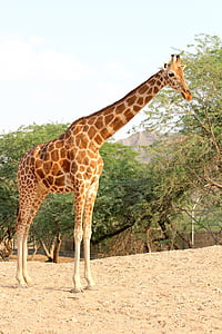 giraffe, zoo, park, grass, grassland, long, neck