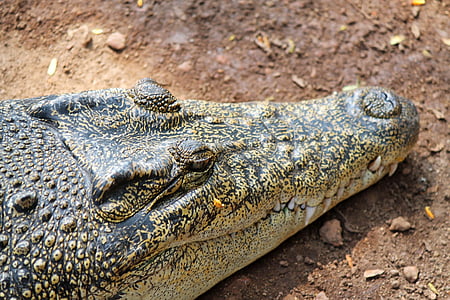 aligator, reptilă, periculoase, animale, relaxat, odihnindu-se, crocodil