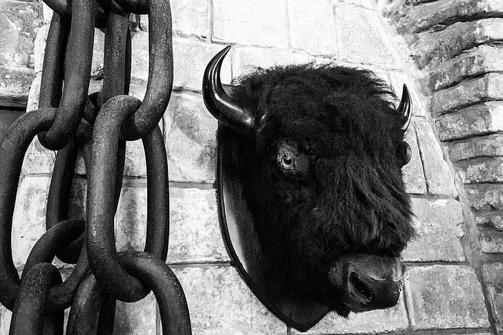 bizon, polnjene živali, grad, verige, živali, polnjene, Buffalo