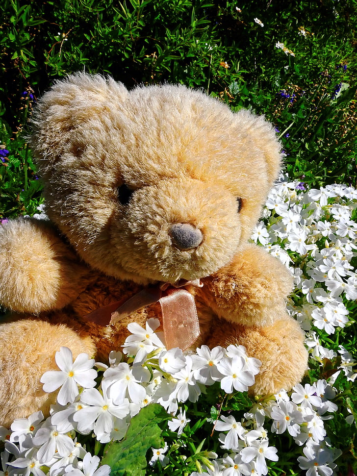 Teddy, Plyšová hračka, Plyšák, medvede, plyšáky, medveď, chlpaté medvedík