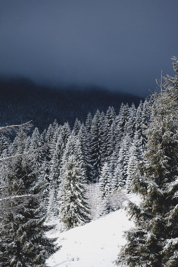 ฤดูหนาว, หิมะ, คริสมาสต์, ต้นไม้, เทศกาล, พายุหิมะ, เนินเขา