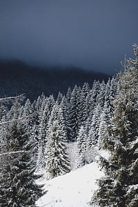 зимни, сняг, Коледа, дървета, Евъргрийни, Снежна виелица, хълм
