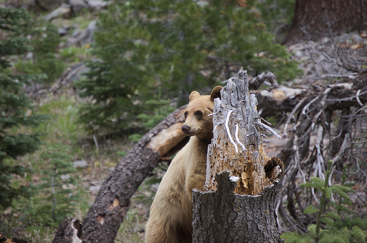 medve, Lassen, nemzeti park, vadonban, természet