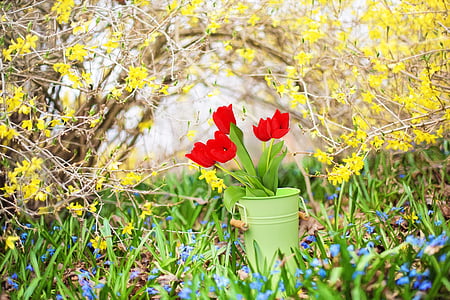 flores de primavera, Forsythia, amarillo, tulipanes, tulipanes rojos, primavera, flores