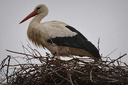 stork, animal, bird, nest