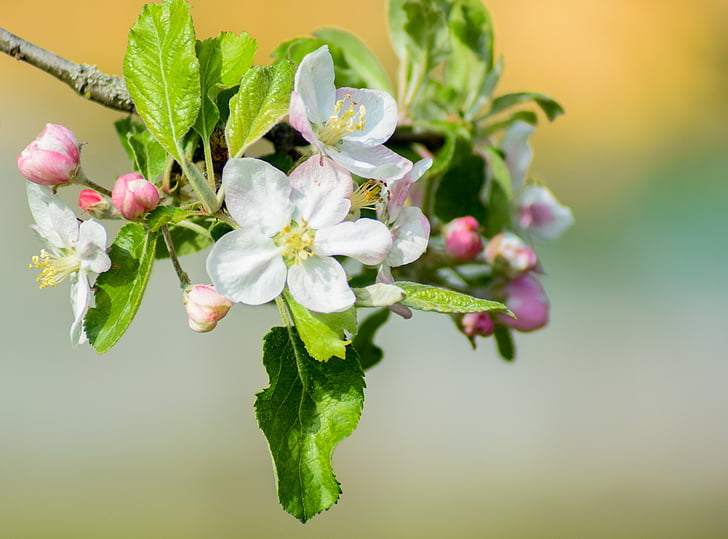 Apple tree květiny, jabloň, Bílý květ, Apple blossom, květ, Bloom, jaro