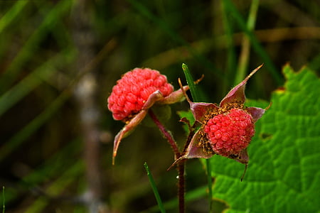 thimble berries, forest, nature, red, wild berries, fruit, close-up
