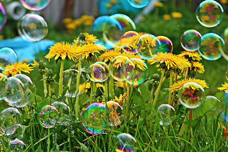 burbuja de jabón, diente de León, flor, primavera, naturaleza, amarillo, planta
