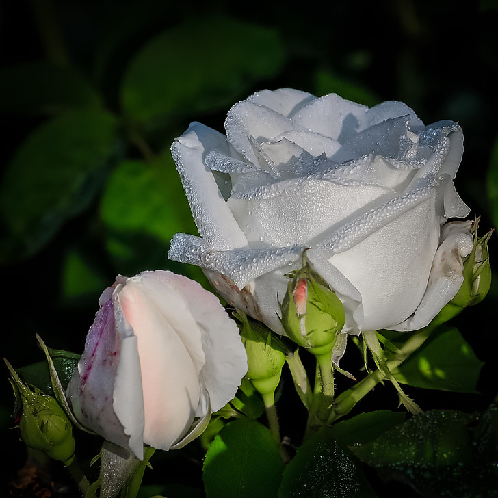 Rose, blanc, fleur, beauté, romantique, pétales, isolé