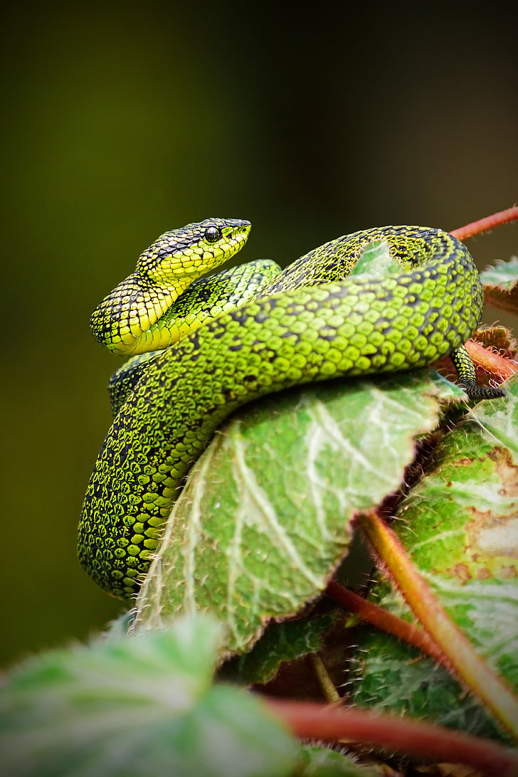animal, close-up, leaves, outdoors, reptile, snake, wildlife
