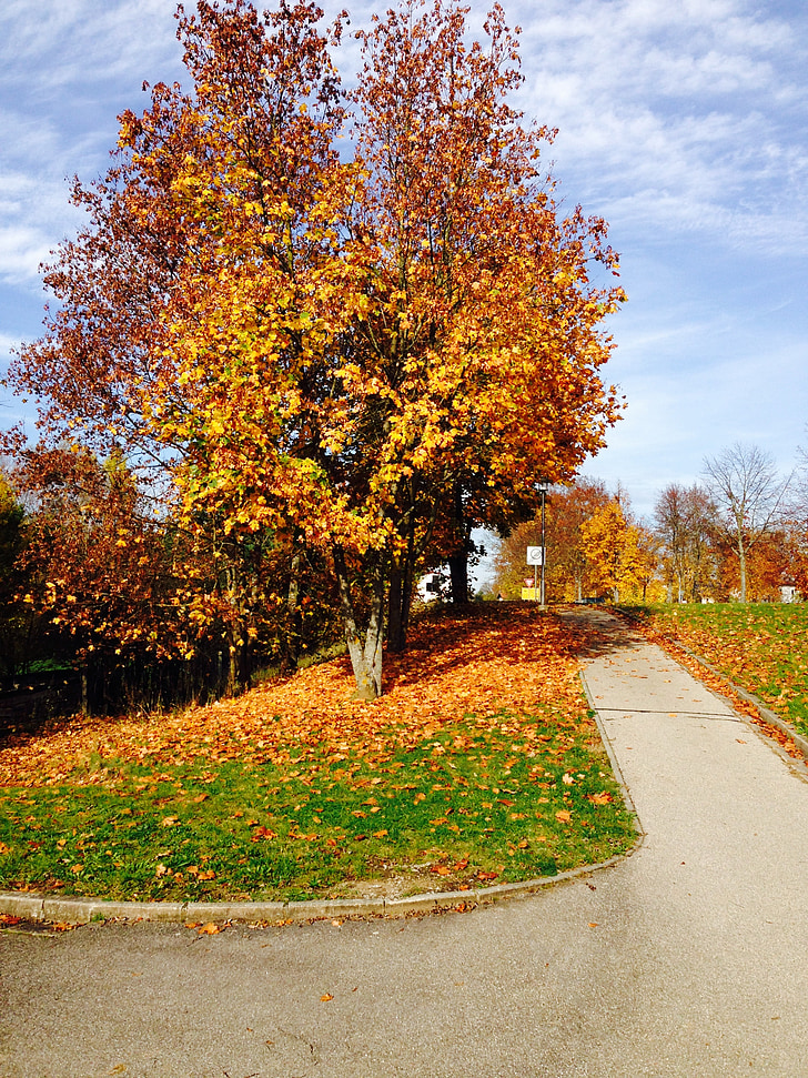 Biciklistička staza, hoda, jesen, šareni listovi, šarene, drvo, lišće