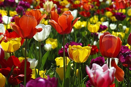 tulipas, flor, flores, natureza, planta, linda, Primavera