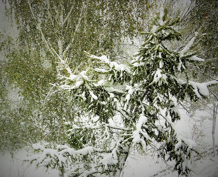 雪, 冬, 冷, 風景, ツリー, 冬の森, 冬の夢