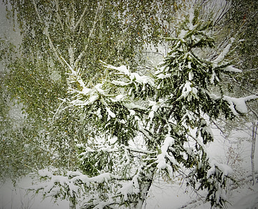 snö, vinter, kalla, landskap, träd, Winter forest, Winter dream