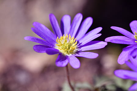巴尔干海葵, 银莲花, 花, 开花, 绽放, 紫色, 春天的花朵