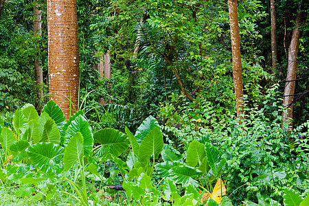 jungle, vegetation, tropical, forest, green, environment, nature