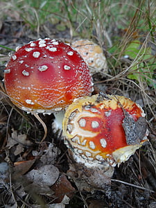 toxic mushroom, nature, autumn, agaric, mushroom, red with white dots, mushrooms