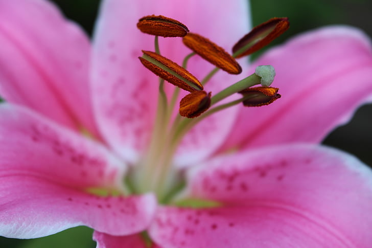 lily, pink lily, flower, pollen, garden, pink, floral