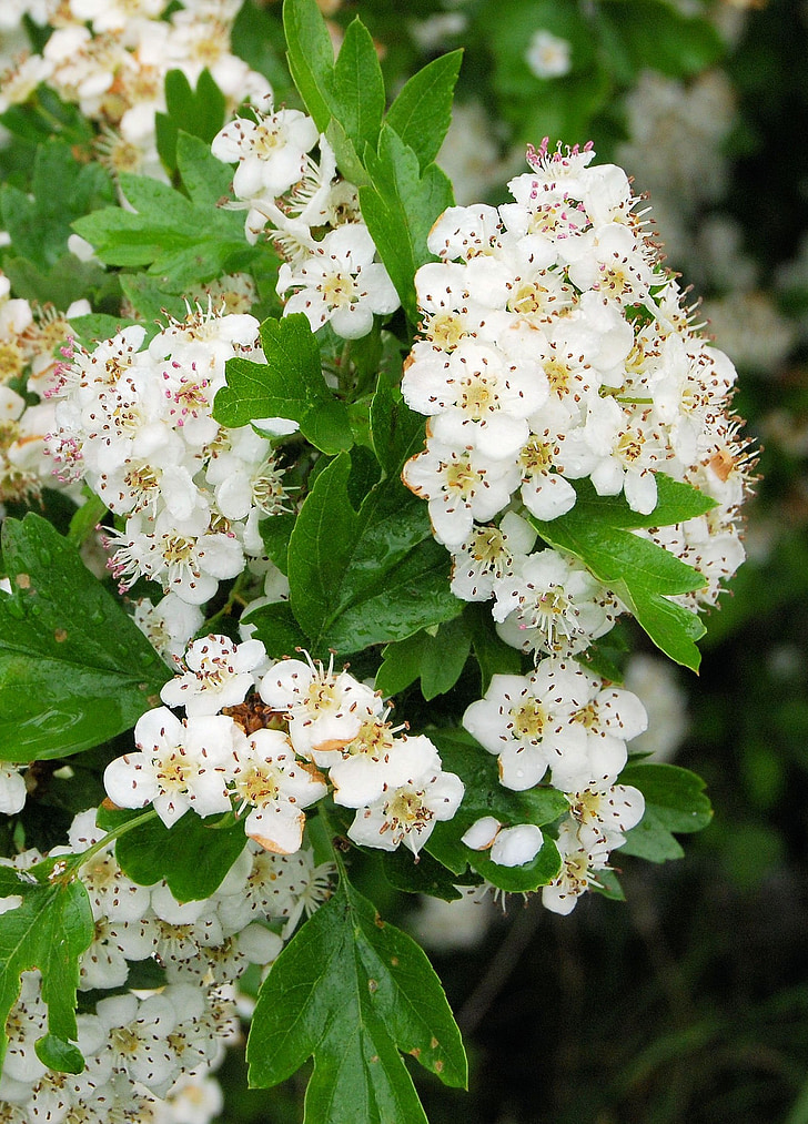 hawthorn, may-tree, white, blossom, close-up, flower, crataegus