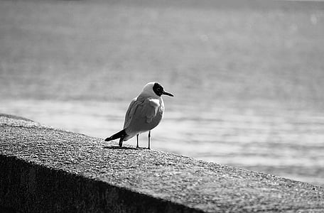 tern, seagull, bird, animal, black and white, wild nature, sea ​​bird