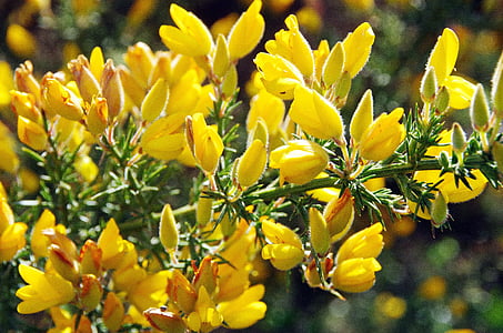 broom, yellow, yellow flower, spring, nature, wild flower, wild plant