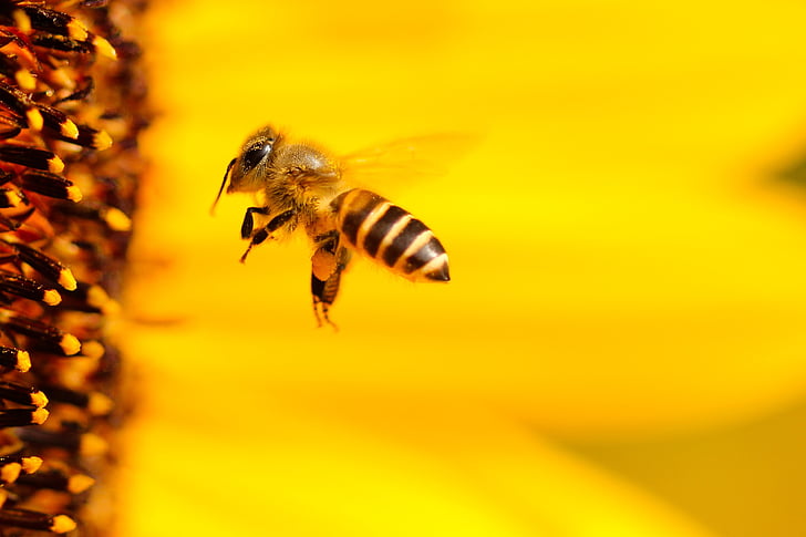 ผึ้ง, แมลง, ดอกทานตะวัน, สีเหลือง, ฤดูร้อน, ปิด, ดอกไม้